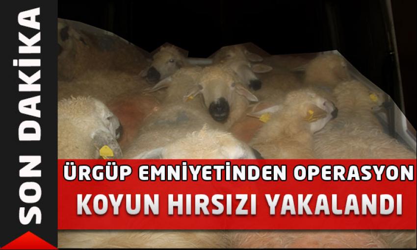 Koyun Hırsızı Yakalandı