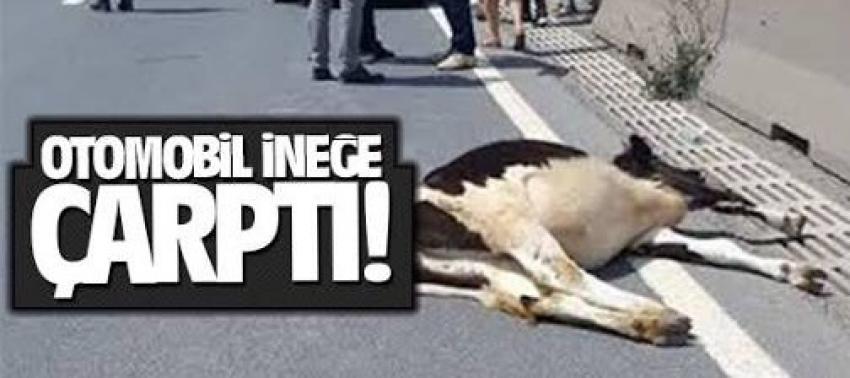 Otomobil İneğe Çarptı 3 Yaralı