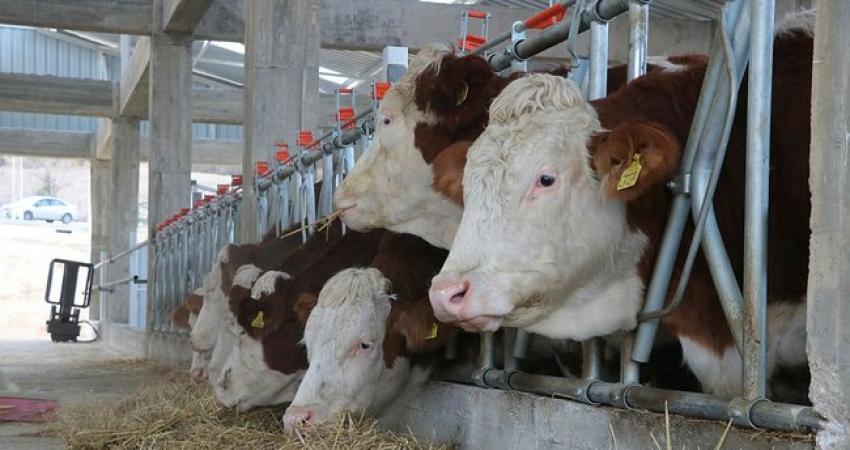 Çiftçilere İlçe Tarım ve Orman Müdürlüğünden duyuru
