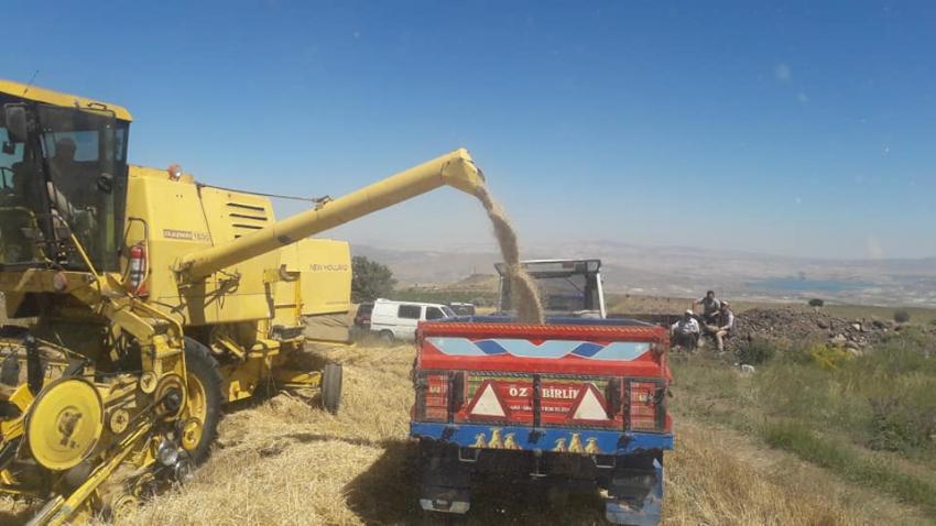 Ürgüp ve Köylerinde Arpalar Hasat Ediliyor