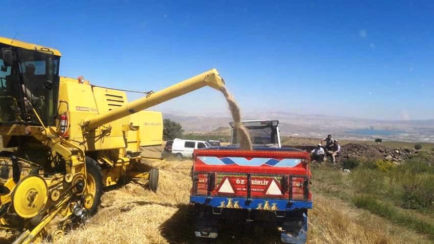 Ürgüp ve köylerinde arpalar biçilmeye başladı