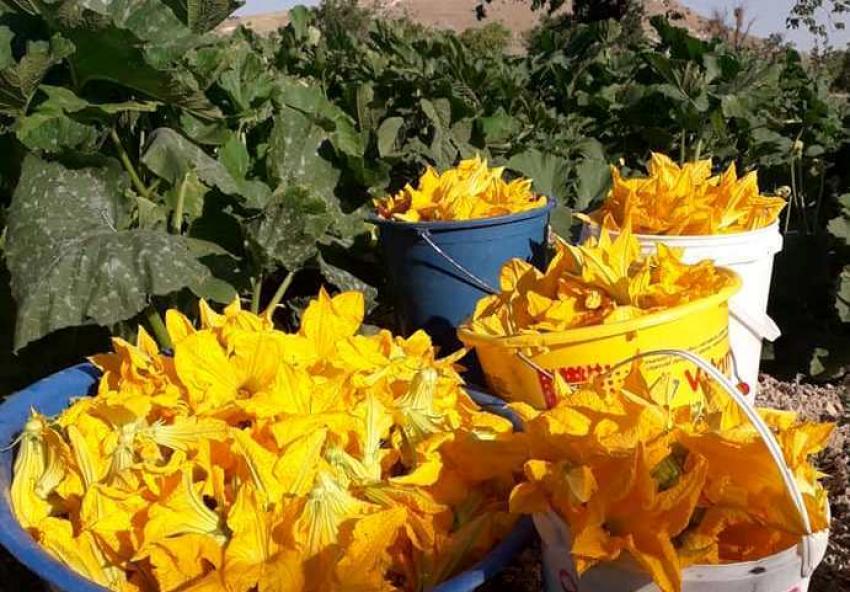 Ürgüp'te Kabak Çiçeği Sezonu Açıldı