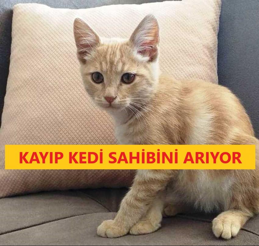 Kayıp kedi sahibini arıyor