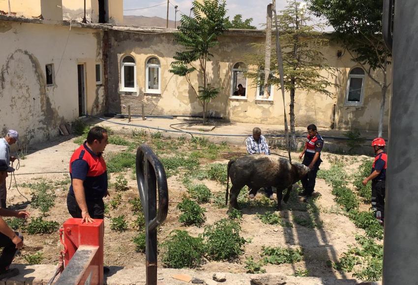 İnek 4 metrelik kuyuya düştü