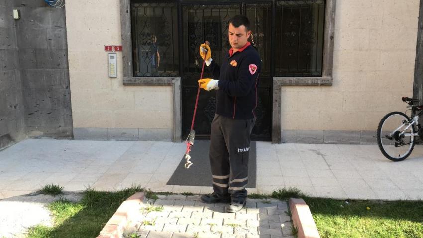 Apartmana Giren Yılanı İtfaiye Ekipleri Çıkarttı