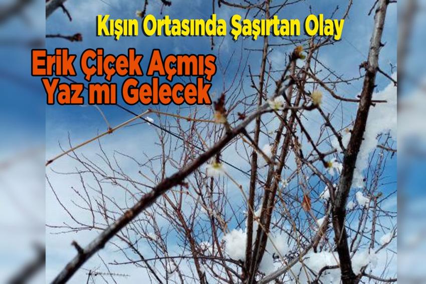 İltaş Köyünde Meyve Ağaçları Çiçek Açtı