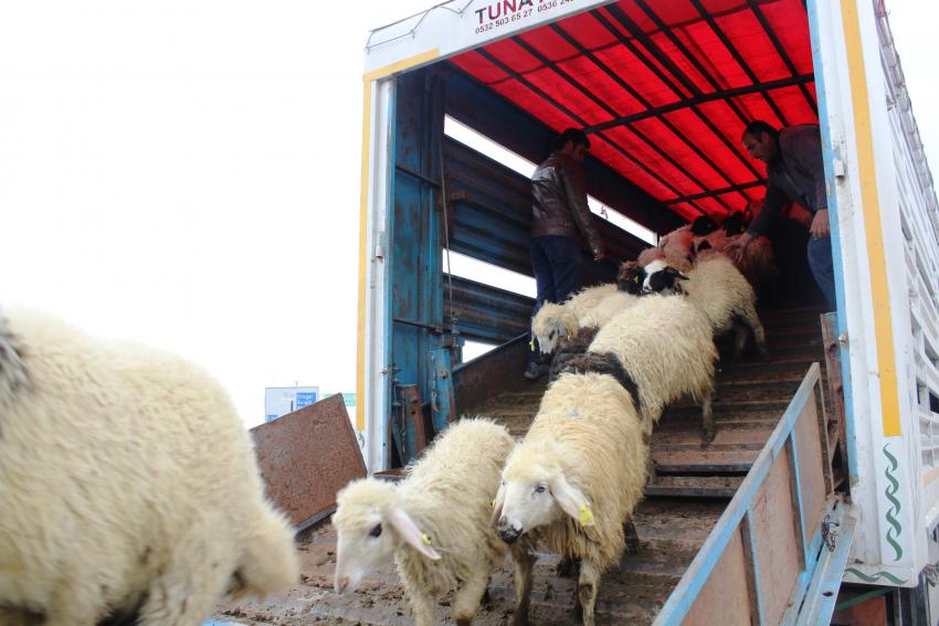 Genç Çiftçilere Koyun Teslimleri Yapılıyor