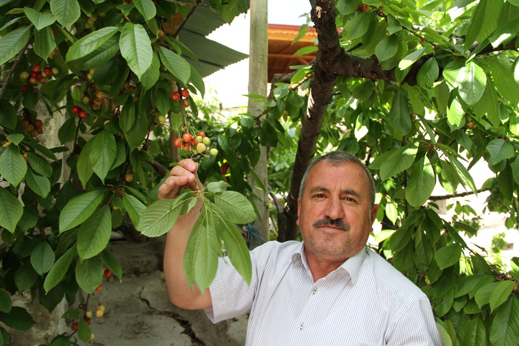 Sezonun ilk kirazı İsmail Genç’ten
