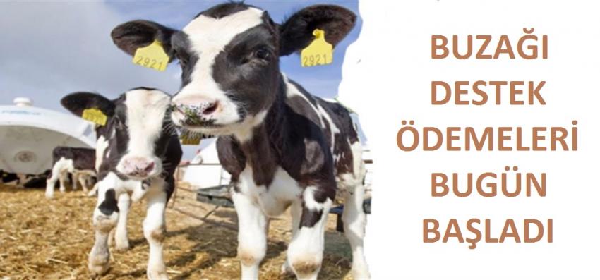 Buzağı desteği ödemeleri başladı