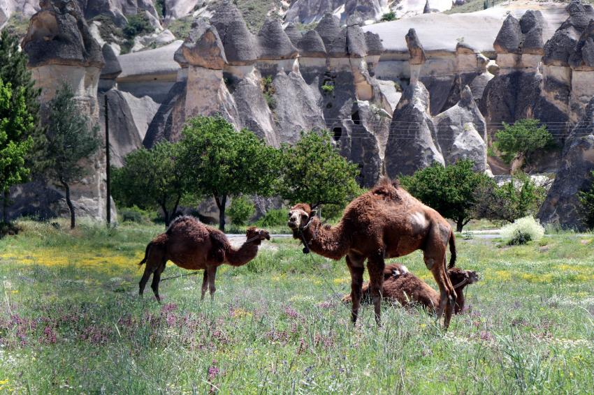 Kapadokya'da bahar güzelliği yaşanıyor