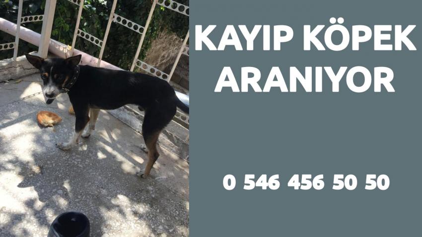 Kayıp Köpek Aranıyor