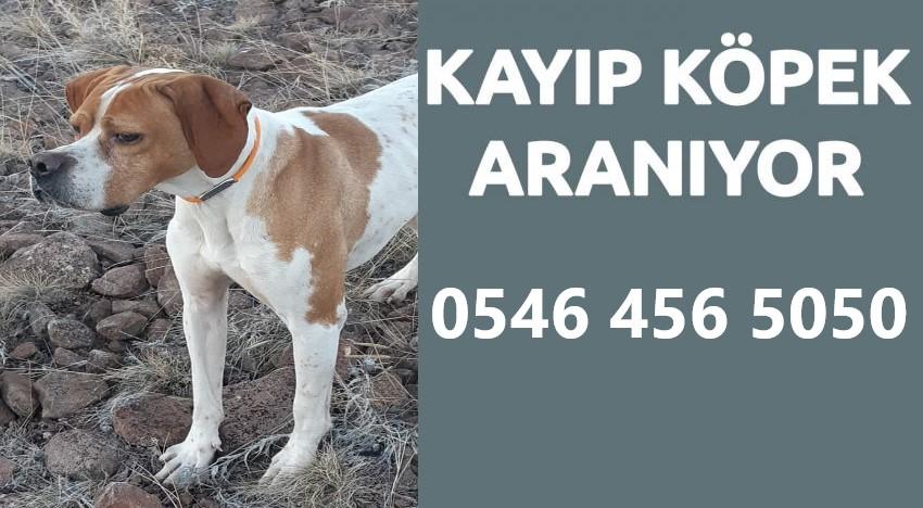 Kayıp köpek sahibi tarafından aranıyor