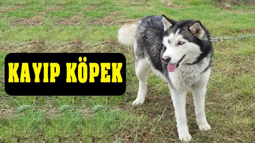 Kayıp Köpek Aranıyor