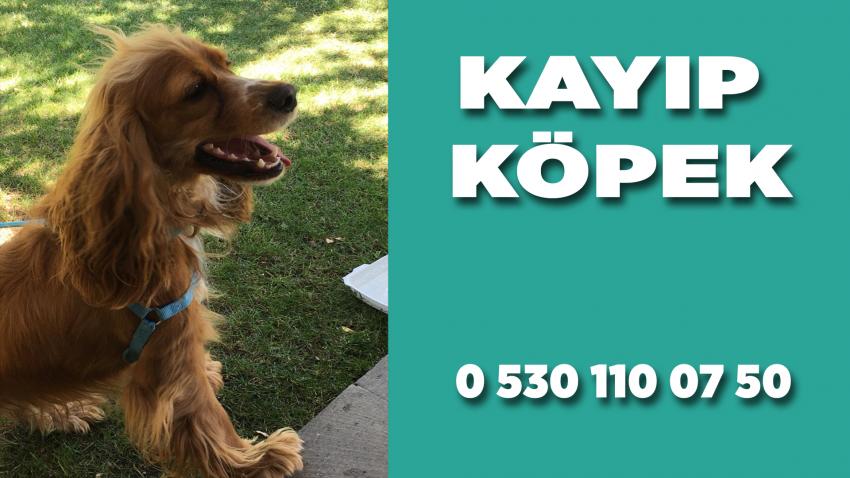 Kayıp Köpeğini Her Yerde Arıyor