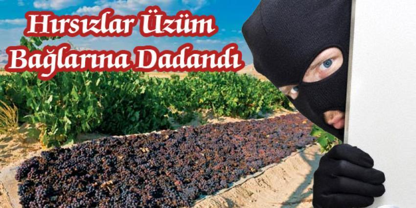 Hırsızların Hedefleri Bu Sefer Üzüm Bağları Oldu