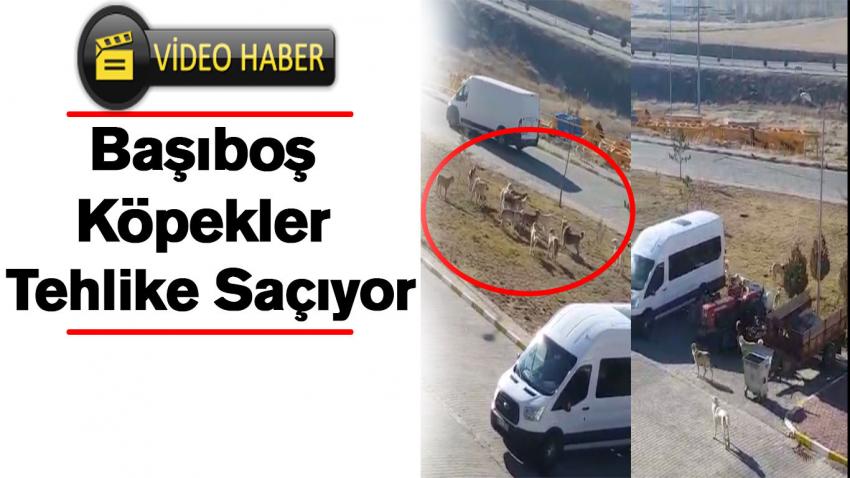 15 Temmuz (TOKİ) Mahallesindeki Başıboş Köpekler Tehlike Saçıyor