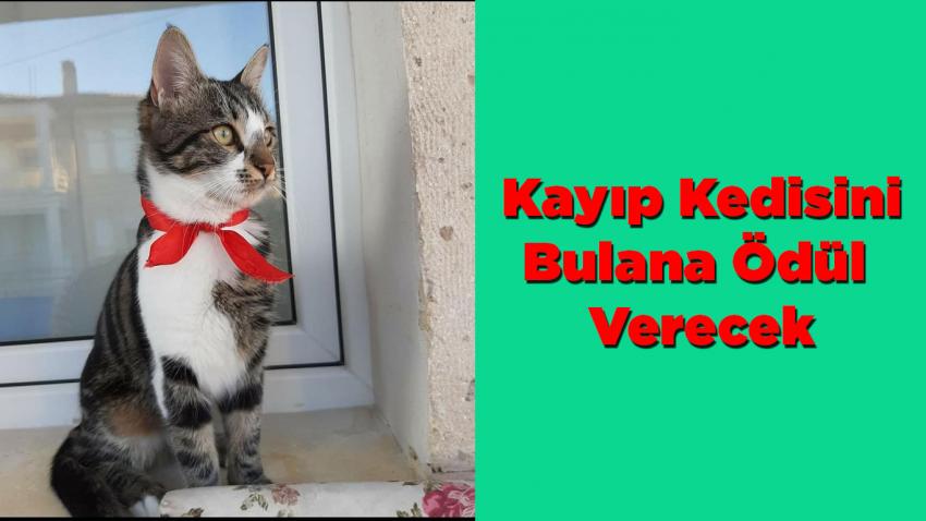 Kayıp Kedisi 'Koca Kafalı'yı ' Bulana Ödül Verecek