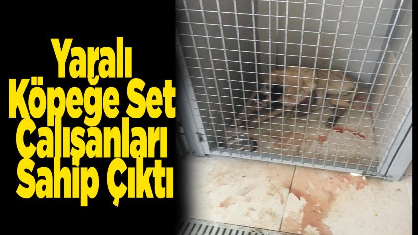 Yaralı Köpeğe Dizi Set Çalışanları Sahip Çıktı
