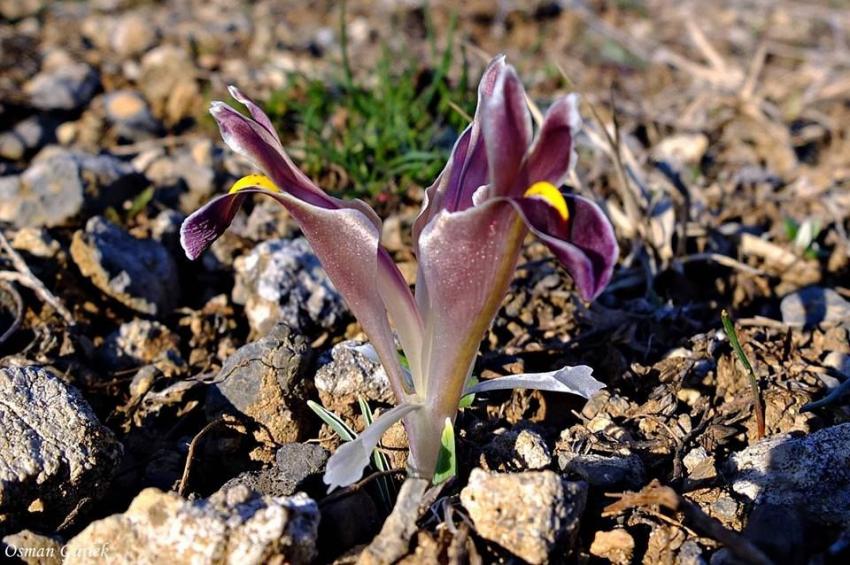 Başkan Korkmaz, 21 Mart Bugün Nevruz...