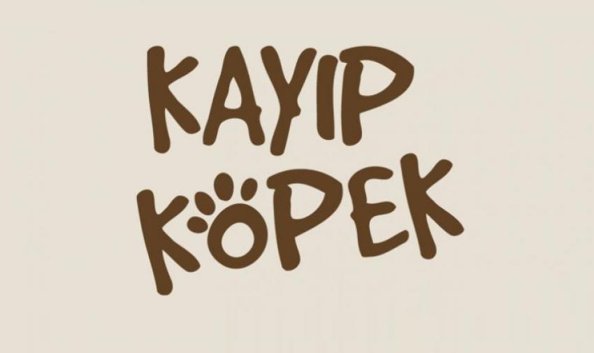 Kayıp köpek sahibi tarafından aranıyor