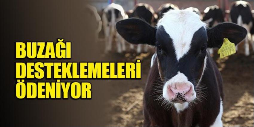 Buzağı desteklemeleri ödeniyor