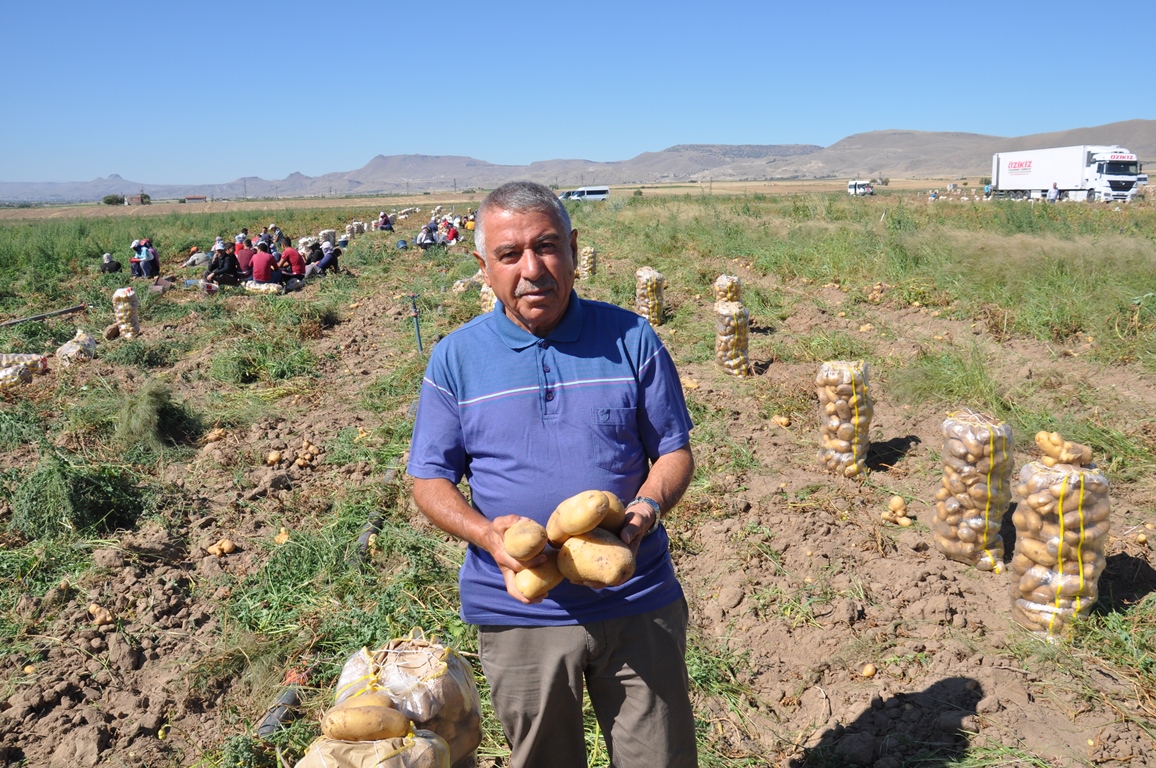 Türkşeker patates alımına başladı kuralar çekildi