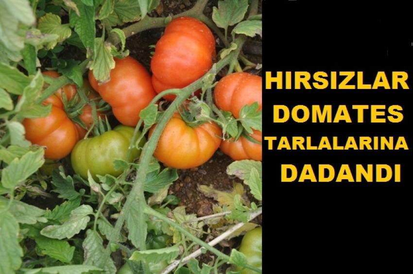 Üreticinin Emeğini Tarlada Çalıyorlar