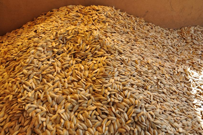 Tescilli Kabak Çekirdeğinin Hasadı Başladı