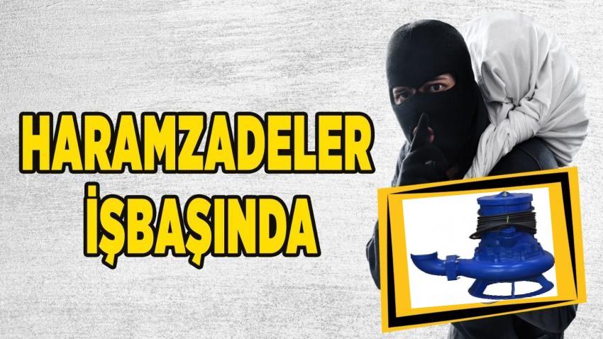 Haramzade Hırsızlar İşbaşında