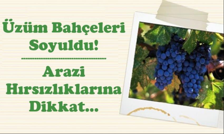 Hırsızların Hedefleri Bu Sefer Üzüm Bağları Oldu