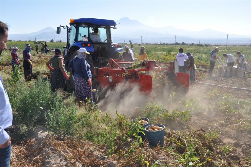 Ürgüp Ziraat Odası'ndan Patates Alımı İle İlgili Duyuru