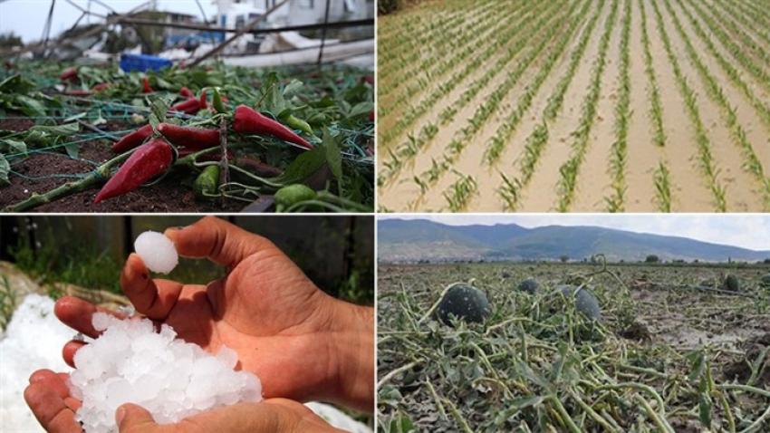 Don ve Dolu Afetinden Zarar Gören Çiftçilere Destek Başvuruları başladı