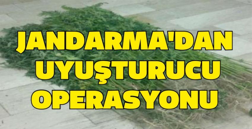 Jandarma'dan Tarlada Uyuşturucu Operasyonu