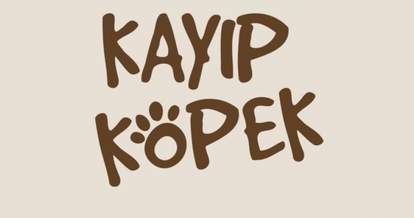 Kayıp Köpek Efe Aranıyor