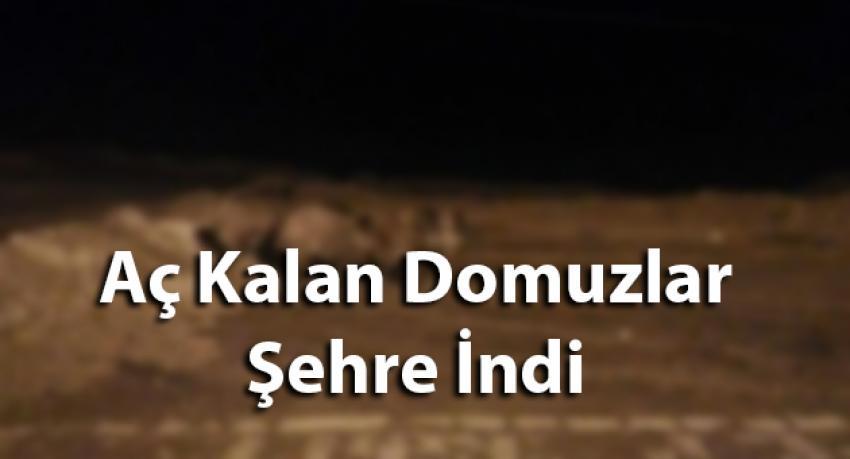 Aç Kalan Domuzlar Şehre İndi
