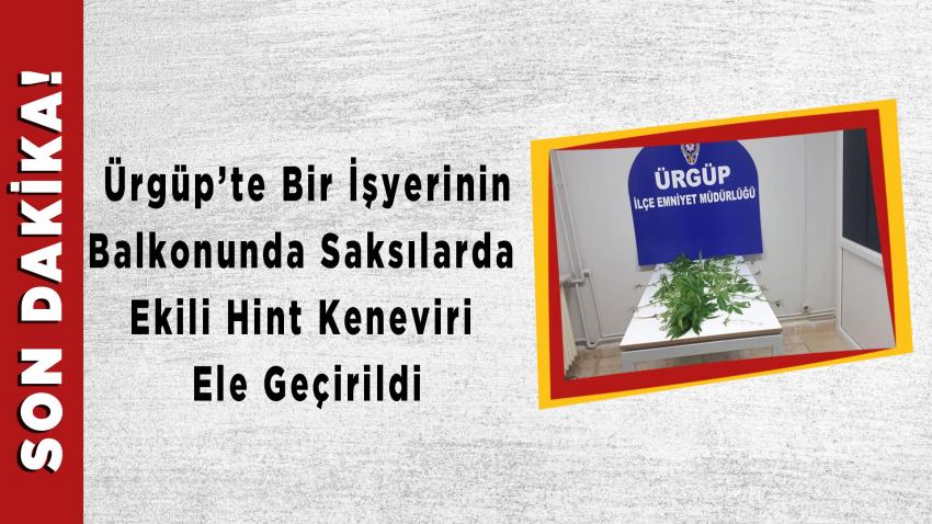 Balkonda Saksılara Ekilmiş Hint Keneviri Ele Geçirildi