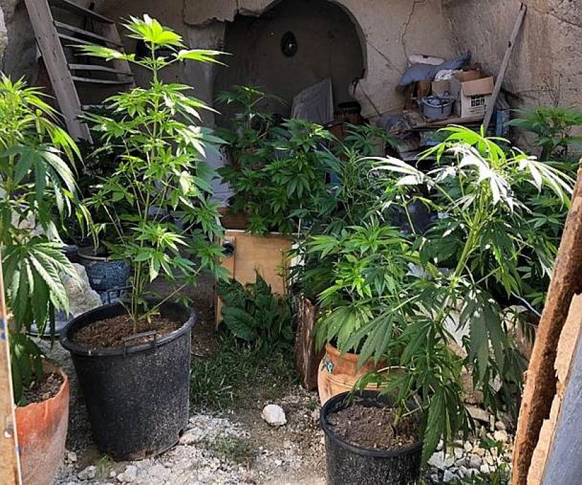 Ürgüp'te 17 Kök Hint Keneviri Ele Geçirildi