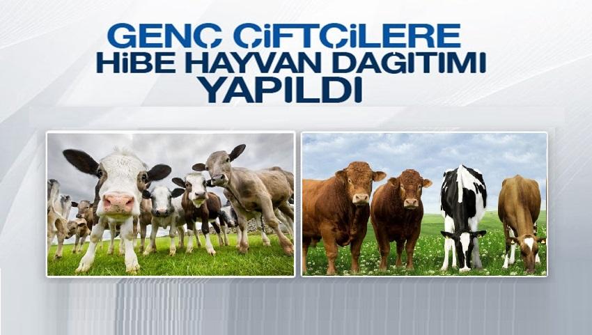 Ürgüplü Genç Çiftçilere Büyükbaş Hayvanları Teslim Edildi