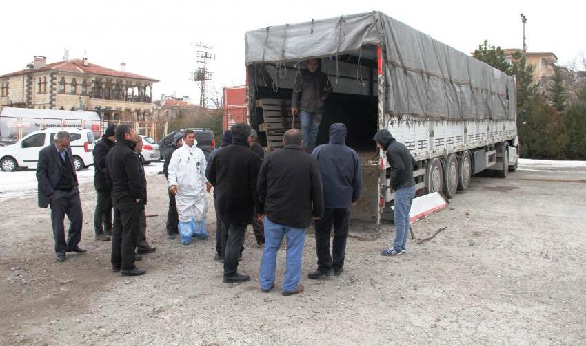 'Genç Çiftçiler'e Büyükbaş Hayvan Dağıtımı Yapıldı