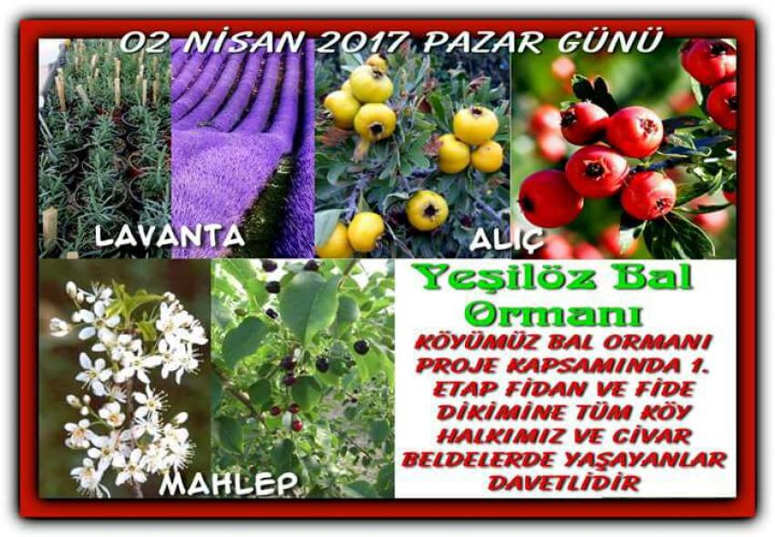 Yeşilöz'de 2000 Fidan Toprakla Buluşacak (DAVET)