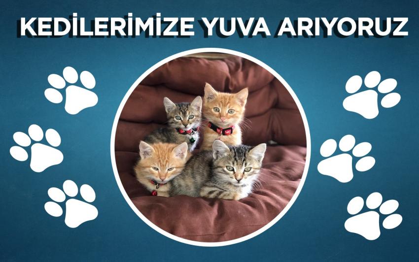 Behlül, Bihter, Adnan ve Peyker Kediler Ev Arıyor
