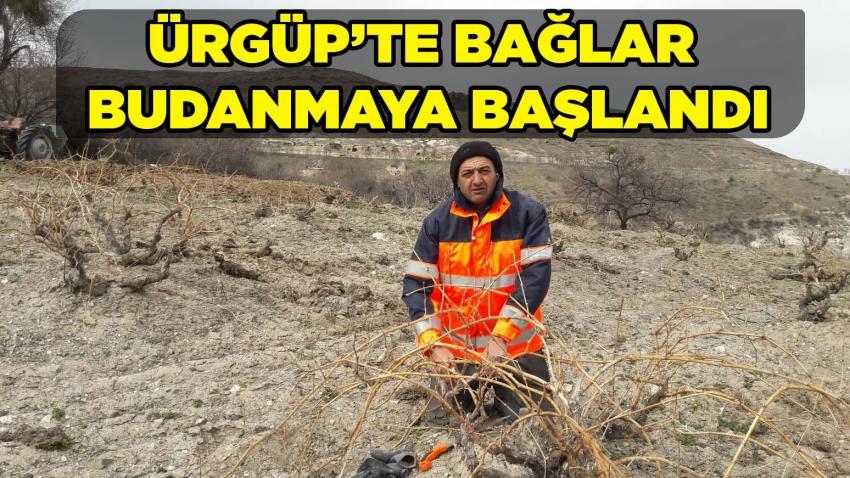 Ürgüp'te Üzüm Bağları Budanmaya Başlandı