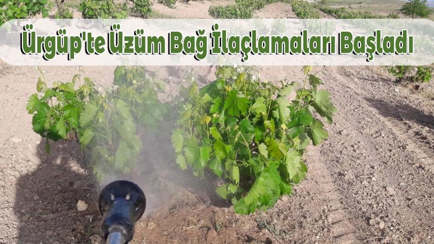 Ürgüp'te Üzüm Bağ İlaçlamaları Başladı