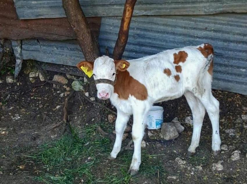 Yeni doğan Büyükbaş Hayvanların Küpelenmesi