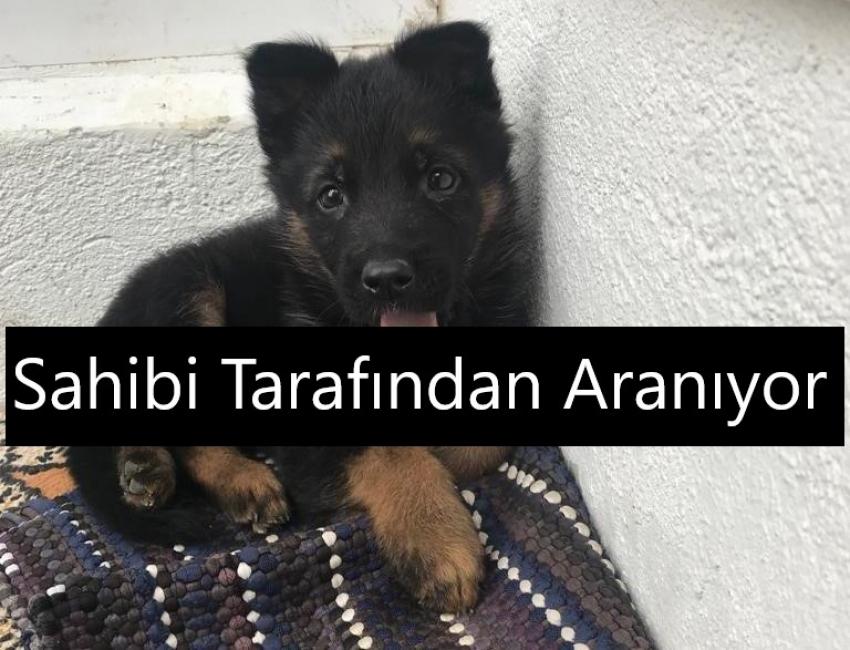 Kayıp Köpek Sahibi Tarafından Aranıyor