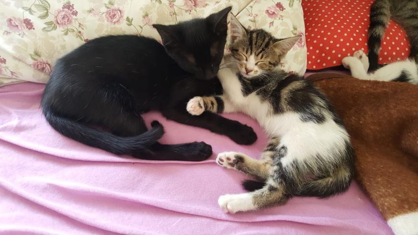 18 Adet Kedi Yeni Sahiplerini Arıyor
