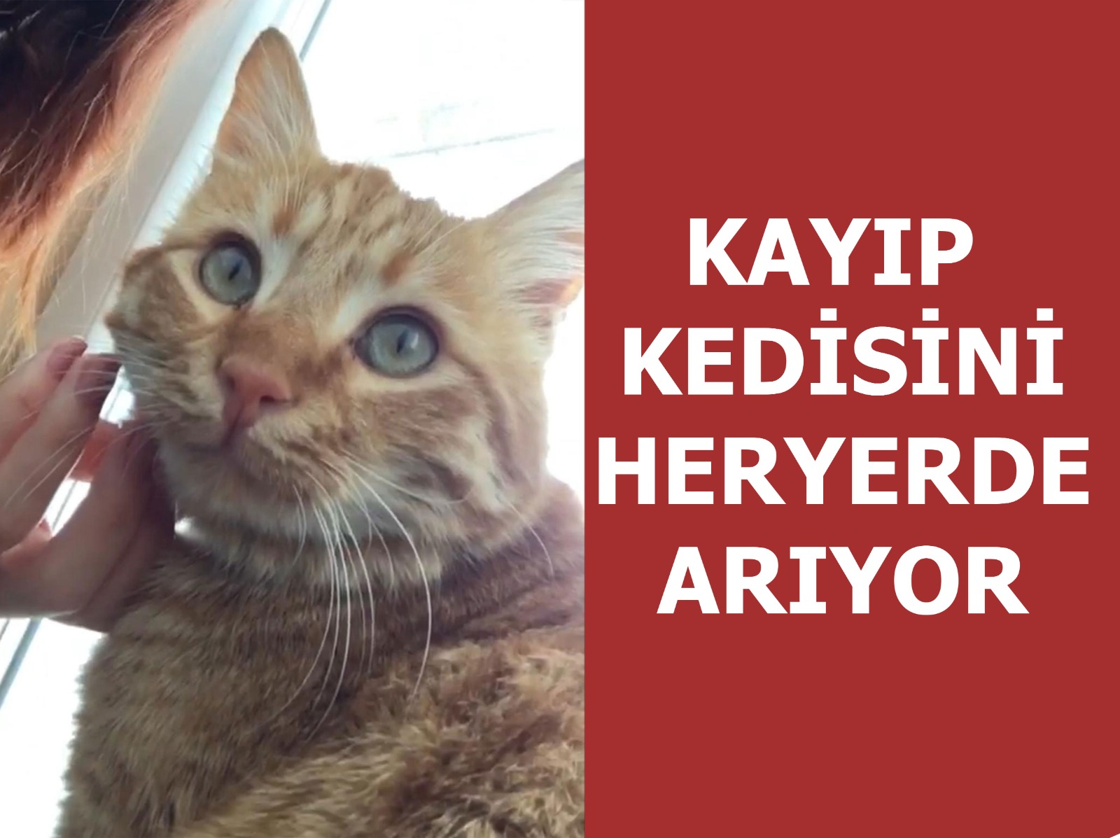 Kayıp Kedisini Her Yerde Arıyor