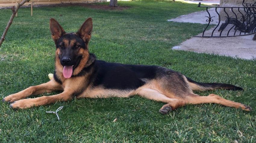 Kayıp Köpeğini Bulana Ödül Verecek