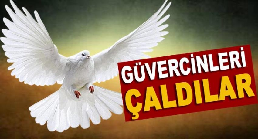 Hırsızlar Bu Sefer Güvercin Çaldı!
