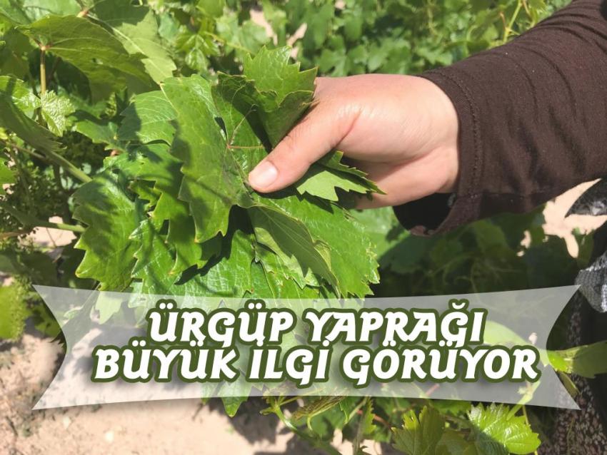 Kendisi meyvesinden 10 kat daha fazla...